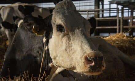 Cow: gebiologeerd kijken naar leven van koe