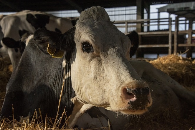 Cow: gebiologeerd kijken naar leven van koe