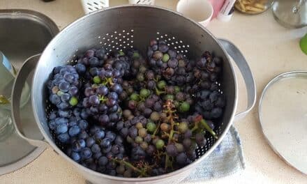 Wat te doen met emmer vol druiven? sap maken!