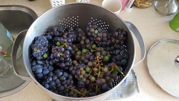 Wat te doen met emmer vol druiven? sap maken!