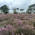 Posbank: bloeiende heide en herinneringen