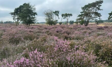 Posbank: bloeiende heide en herinneringen