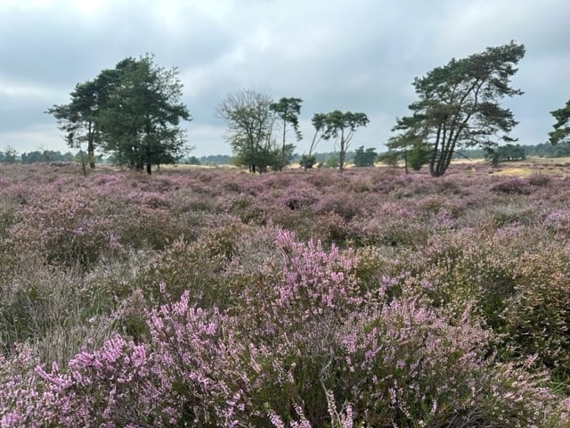 Posbank: bloeiende heide en herinneringen