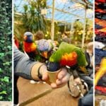 Pantropica: orchideeën uitgegroeid tot attractiepark