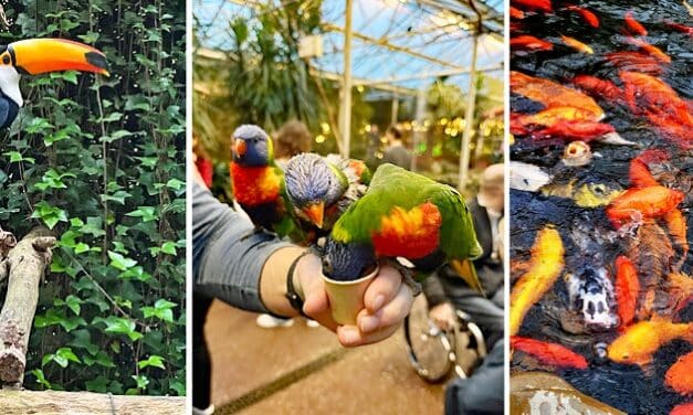 Pantropica: orchideeën uitgegroeid tot attractiepark