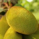 Jackfruit carnitas: smullen op zijn Mexicaans
