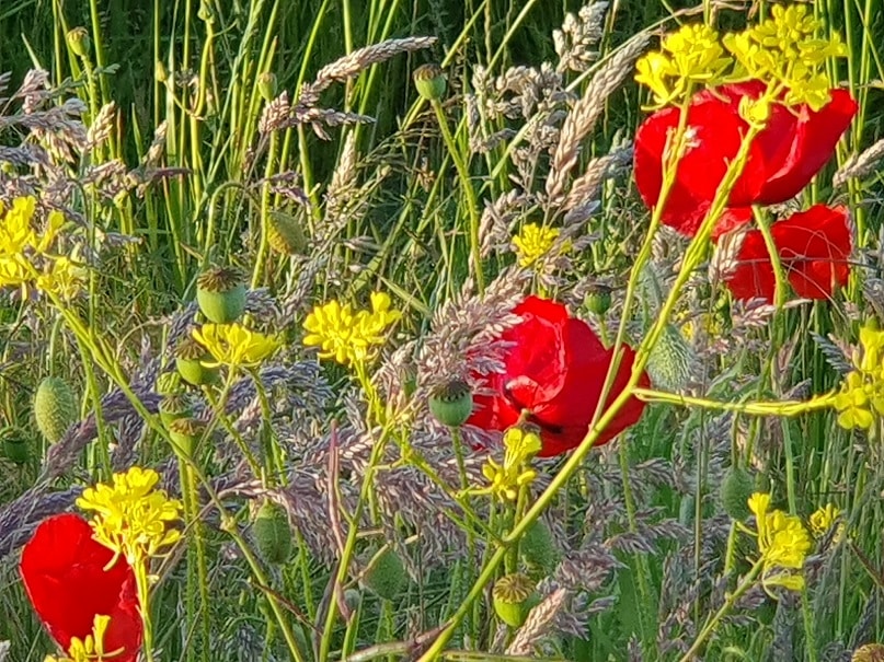 Neem de tijd voor een avondwandeling